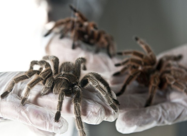 ���B(y��ng)֩����(x��)�T